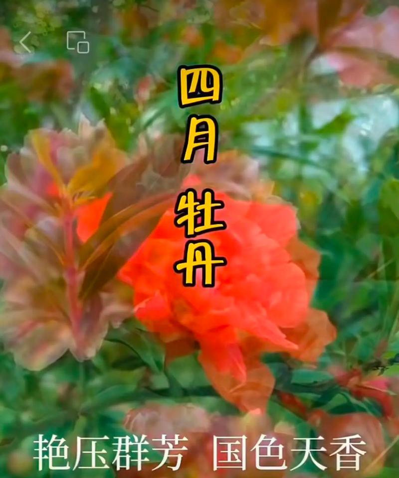 生石花有哪些品种？生石花品种的特点和养护技巧