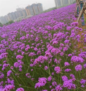 窝窝花种植指南：从播种到养护的全方位解析