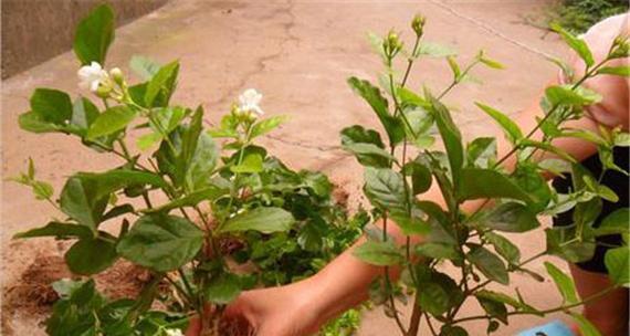 窝窝花种植指南：从播种到养护的全方位解析