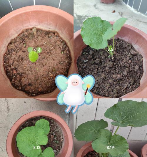 八月份种子怎么催芽