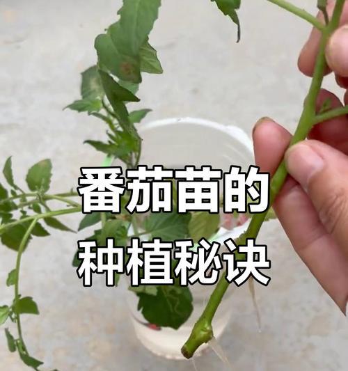 西红柿苗怎么种植方法