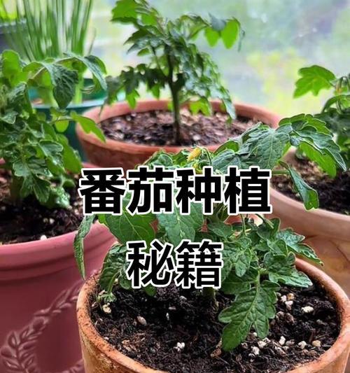 西红柿苗怎么种植方法