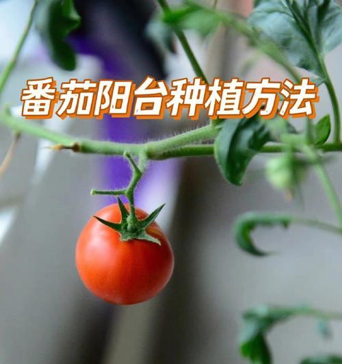 西红柿苗怎么种植方法