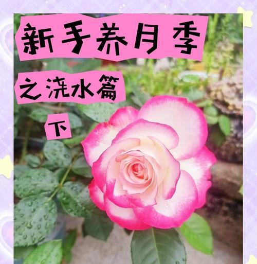 月季种了催芽怎么办