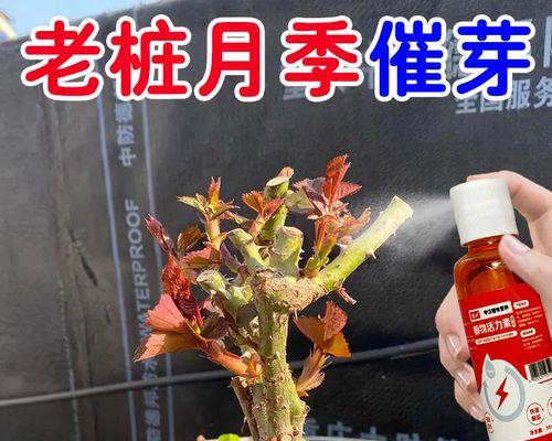 月季种了催芽怎么办