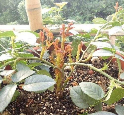 月季种了催芽怎么办