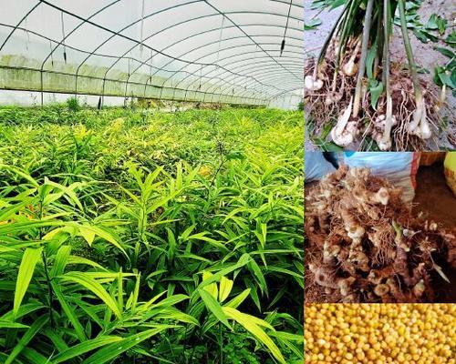 刚挖野生黄精怎么催芽：全面指导与技巧