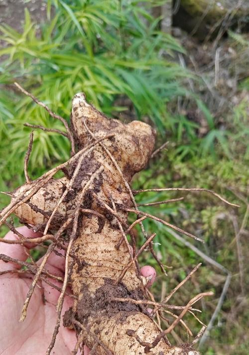 刚挖野生黄精怎么催芽：全面指导与技巧