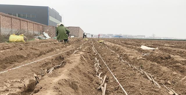 淮山切块后催芽技巧与实践