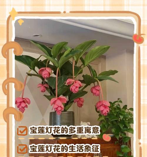大花蕙兰家里面怎么养？家庭养护技巧分享