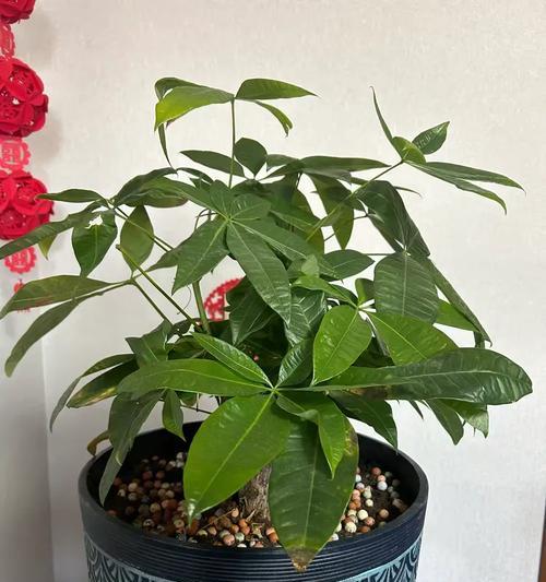 粟子瓜怎么种植方法