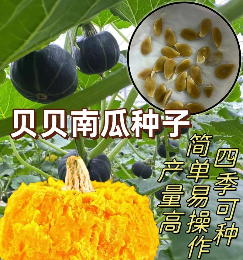 粟子瓜怎么种植方法