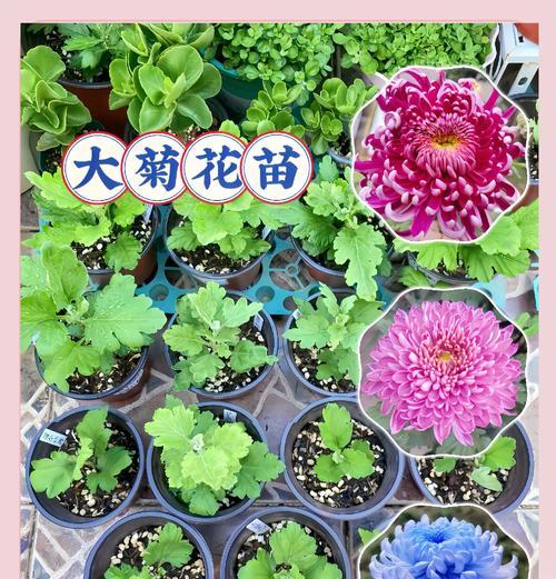新苗菊花的修剪枝条技巧全解析