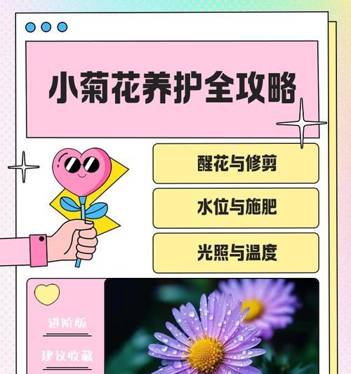 新苗菊花的修剪枝条技巧全解析