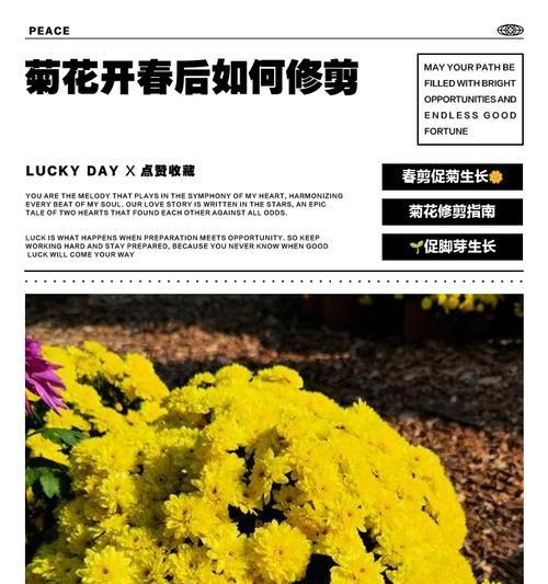 新苗菊花的修剪枝条技巧全解析