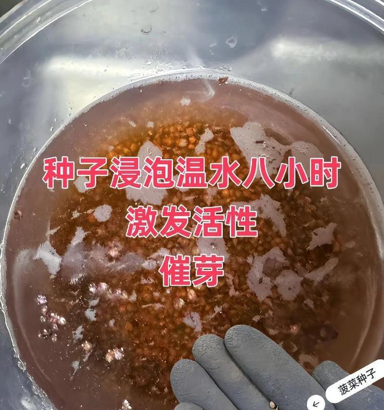 种子催芽发胀怎么回事：全面解析与指导