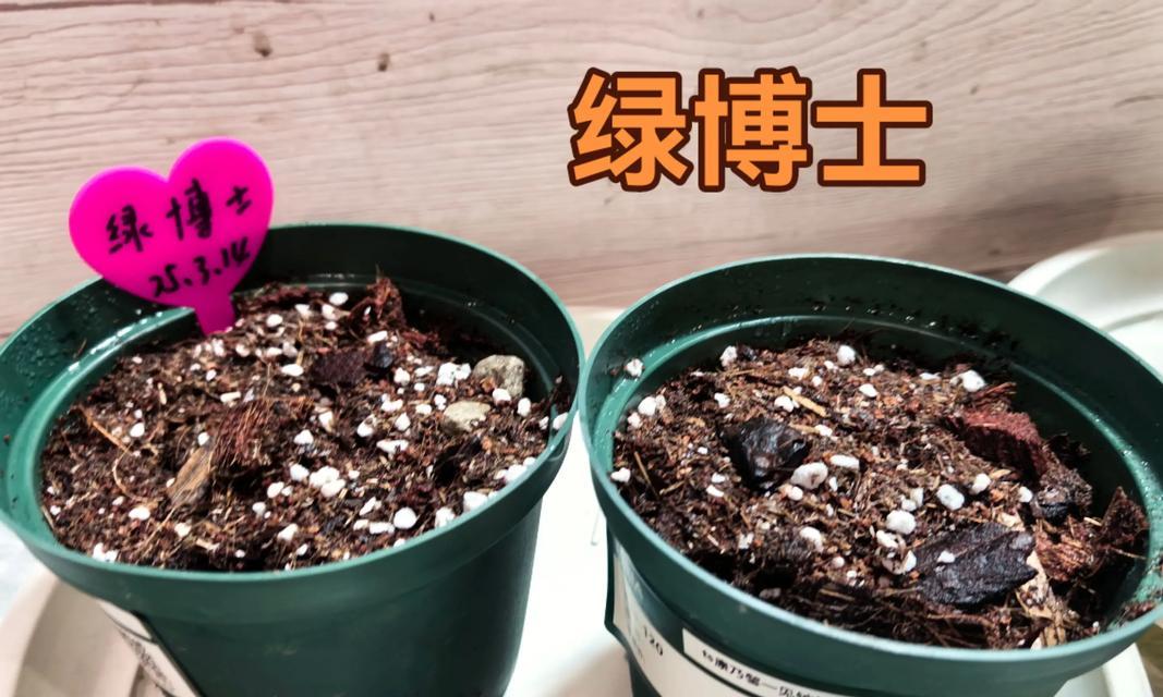 种子催芽发胀怎么回事：全面解析与指导