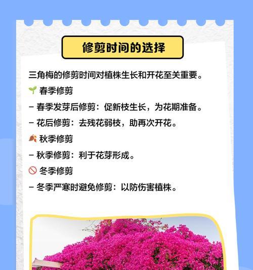 三角梅催芽后怎么修剪