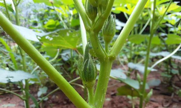 苦瓜不催芽怎么种植好