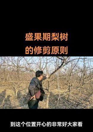 果树梨树怎么修剪枝条