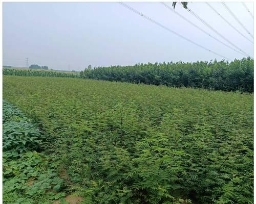 花椒苗的种植技巧：全面指导与深度解析
