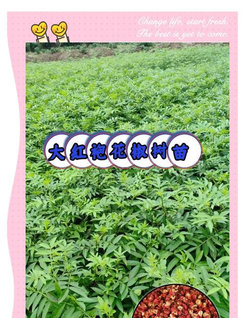花椒苗的种植技巧：全面指导与深度解析