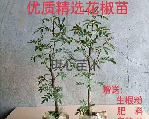 花椒苗的种植技巧：全面指导与深度解析