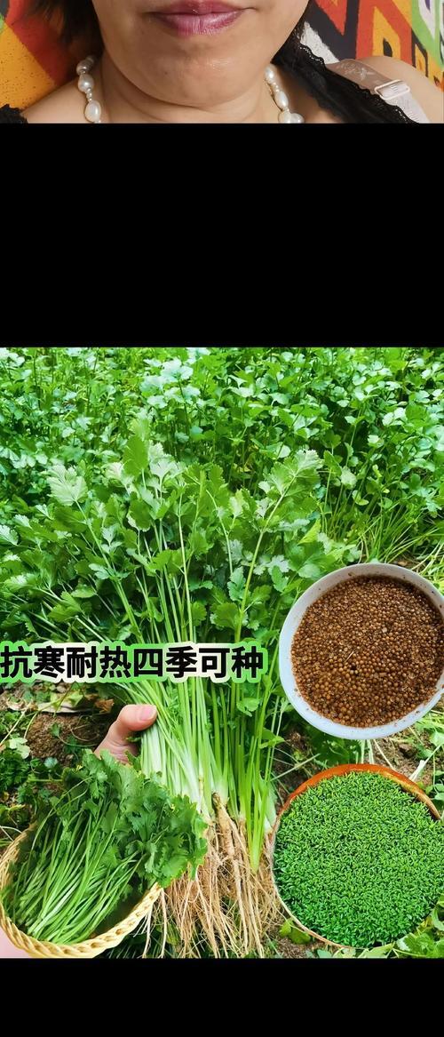 四季香菜怎么种植？全面种植攻略介绍！