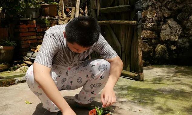虎皮兰修剪指南：如何恰当修剪与护理您的“斑纹守护者”