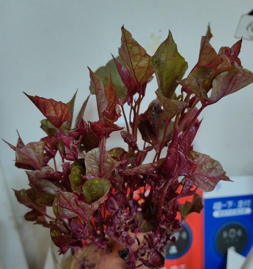 哈密种红薯怎么种植方法