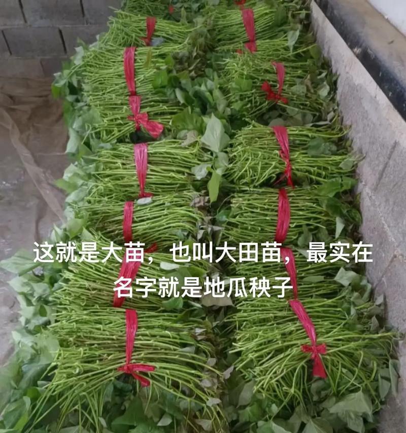 哈密种红薯怎么种植方法