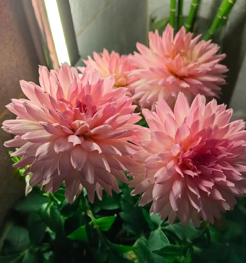 洋茄怎么修剪枝条