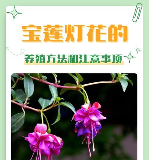 洋茄怎么修剪枝条