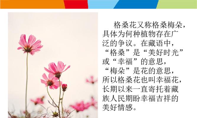 格桑花的花语是什么？如何用格桑花表达爱意？