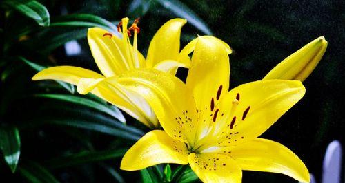 闭口不谈花语是什么？花语背后的秘密你知道吗？