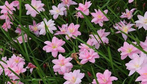 闭口不谈花语是什么？花语背后的秘密你知道吗？