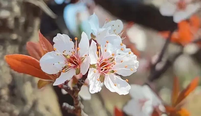 象征坦然的花是什么花？这种花的花语有哪些含义？
