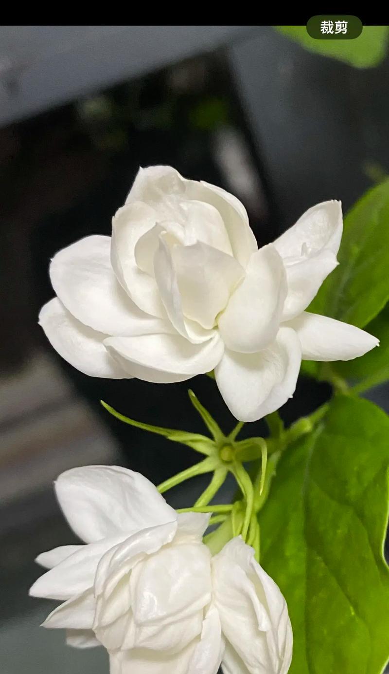 象征坦然的花是什么花？这种花的花语有哪些含义？