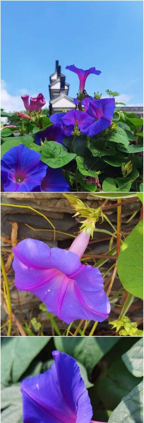 象征死了的爱情的花朵是什么花？这种花的含义和象征意义是什么？