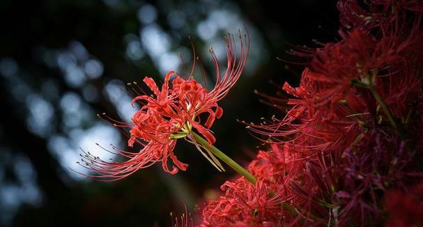 象征死了的爱情的花朵是什么花？这种花的含义和象征意义是什么？