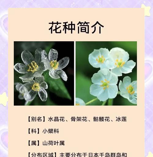 什么花代表亲情的花语？亲情花语有哪些？