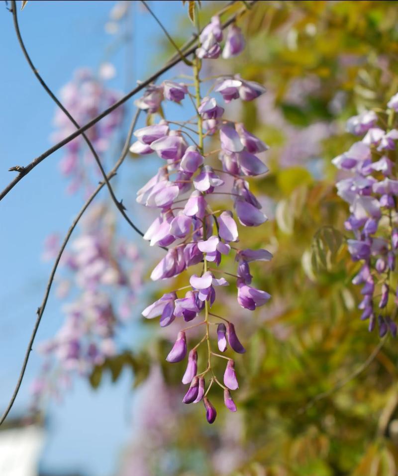 紫藤花语是什么意思？如何理解紫藤花的象征意义？