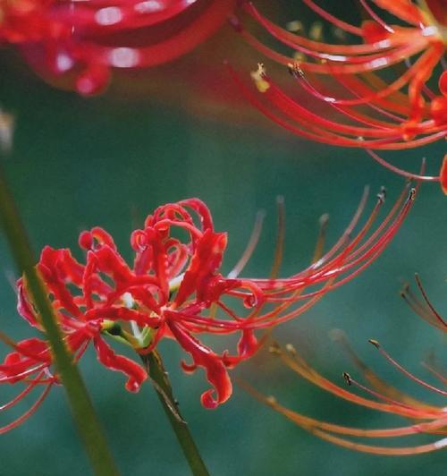 失别重逢花语是什么？如何表达久别重逢的情感？