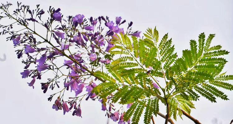 失别重逢花语是什么？如何表达久别重逢的情感？