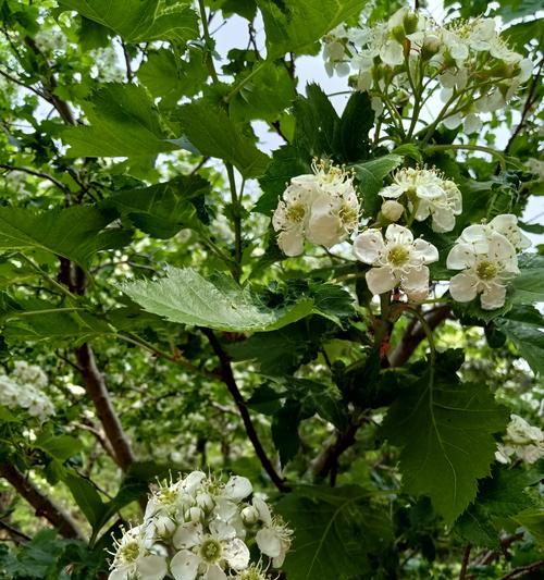 荼靡花语是什么意思？如何理解荼靡花的象征意义？