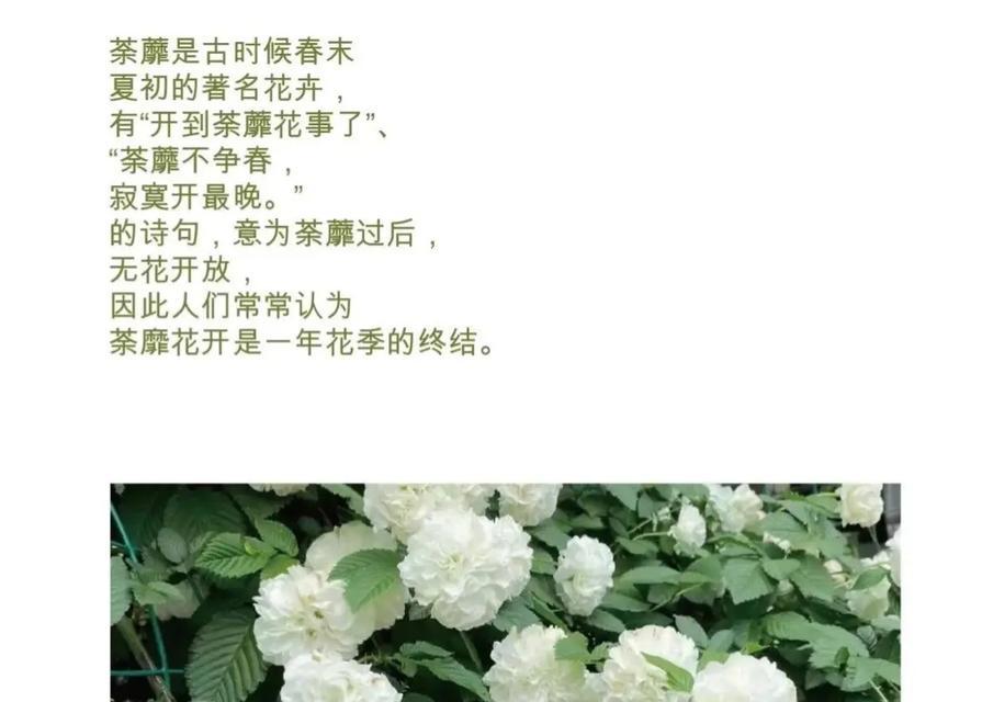 荼靡花语是什么意思？如何理解荼靡花的象征意义？