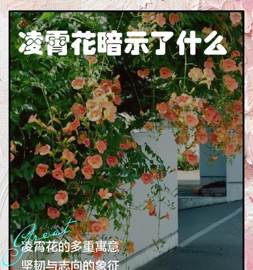 104朵花的寓意是什么意思？花语背后隐藏着哪些情感表达？