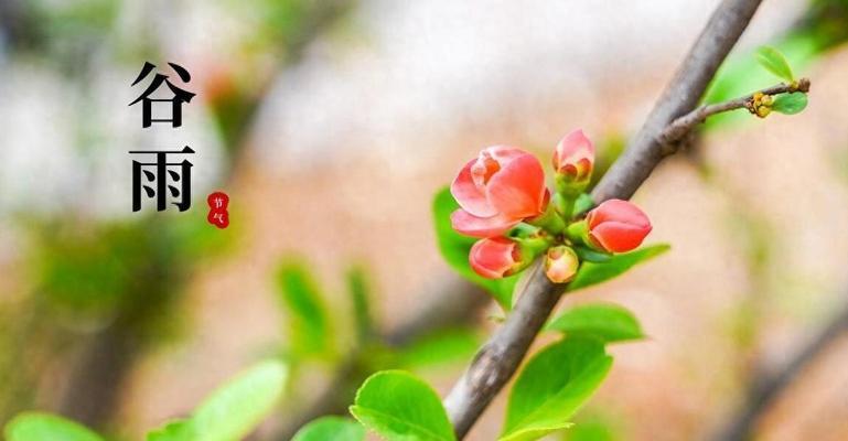 谷雨时节赏什么花有特殊寓意？