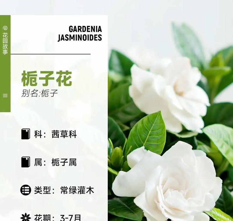 栀花的寓意和象征意义是什么？了解栀花背后的文化故事？