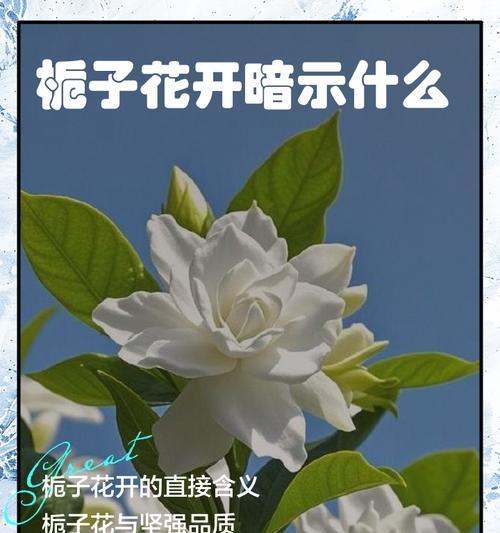 栀花的寓意和象征意义是什么？了解栀花背后的文化故事？